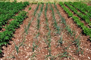 Rows of green onions sprouts and other vegetables planted in a field. 