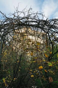 Vine on arched pergola and overgrown garden of an abandoned house.