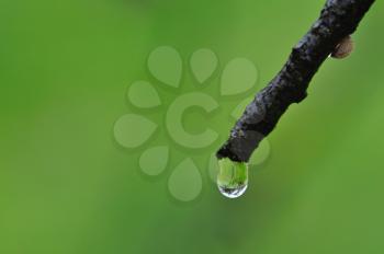 Droplet on tree branch macro. Rainy weather nature abstract background.