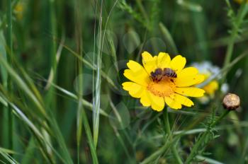 Bee and tiny red mites on yellow wild flower. Spring season background.