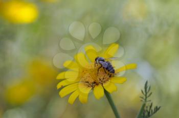 Bee on a yellow flower. Spring nature background.