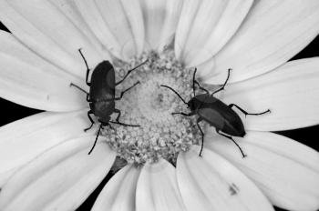 Two small beetles on a blooming flower. Black and white.