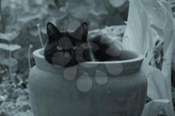 Sleepy black cat sheltering from cold winter wind in a flowerpot.