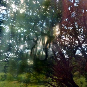 Light streaks through tree branches on sunny spring day. Painted glass distortion.