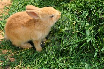 Bunny rabbit feeding on grass. Cute baby animal background.