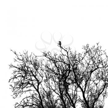 Magpie pica bird perching on almond tree branches. Black and white.