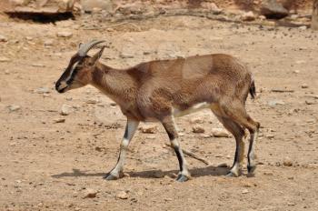 Cretan wild mountain goat with curved horns in natural environment. Kri-kri on barren land.