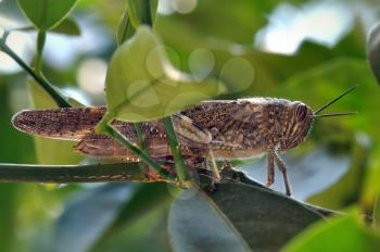 Grasshopper hidden among leaves on tree branch.