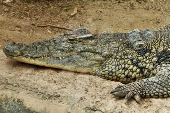 Nile crocodile one of the largest reptiles in the world. Wild animal background.