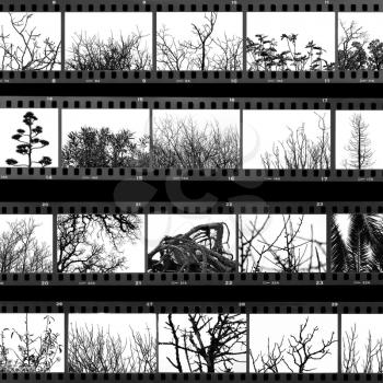 Photographs of trees and plants film proof sheet. Black and white.