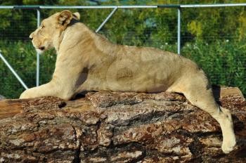 African lioness resting on tree trunk. Wild animal.