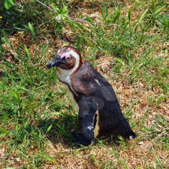 African black footed penguin walking on grass. Animal in natural environment.