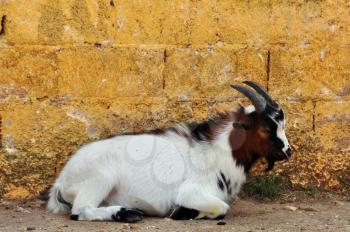 African pygmy goat resting against textured wall. Animal background.