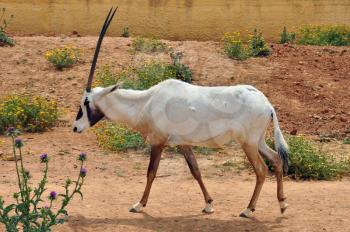 Arabian oryx and blooming flowers. Previously extinct antelope species reintroduced in the wild in the 1980's through captive breeding.