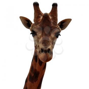 Baringo giraffe animal head on white background. Endangered camelopardalis.
