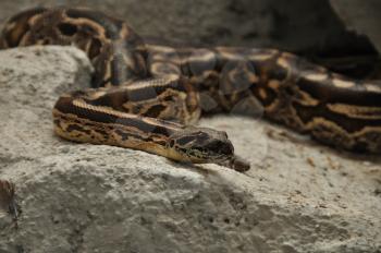 Boa dumerili crawling on rocks, non venomous snake.