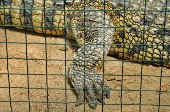 Nile crocodile claws and skin detail of dangerous reptile in captivity. Wild animal.