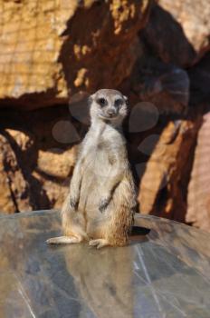 Funny meerkat animal standing on hind legs.