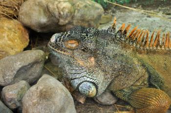 Green iguana reptile closeup. Exotic animal closeup.
