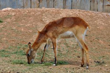 Lechwe brown antelope feeding on grass. Herbivorous animal.