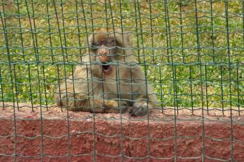 Macaque monkey in captivity. Wild animal at the zoo.