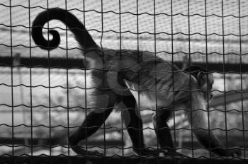 Squirrel monkey captive animal in a cage. Black and white.