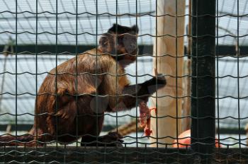 Black capped capuchin eating a small bird. Squirrel monkey wild animal feeding time.