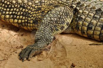 Nile crocodile claws and skin detail of large reptile. Wild animal.