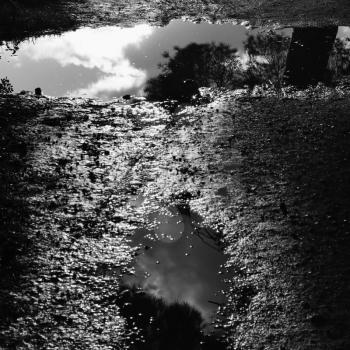 Puddles of water with tree reflections sunlight on muddy ground after the rain. Black and white.