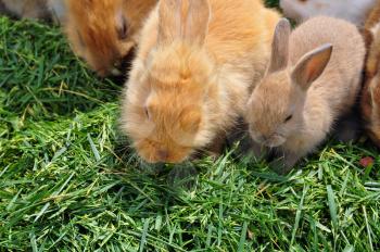Rabbit family feeding on grass. Cute animals background.