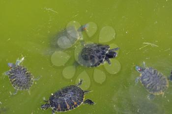 Red-eared slider aquatic turtles swimming in a pond.