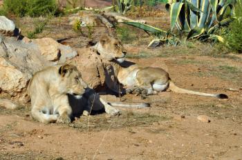 Two lionesses resting. Southwest African lions wild animals.