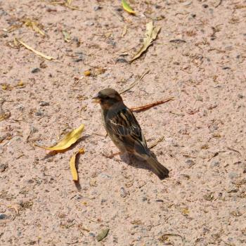 Small sparrow brown passerine bird feeding on seeds. Animal background.
