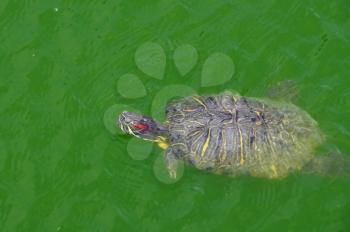 Red-eared slider turtle swimming in a pond. Reptile animal in natural environment.