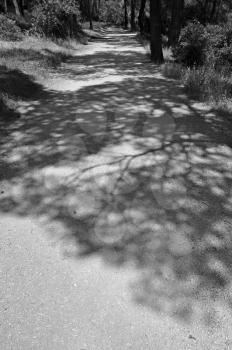 Long tree shadows and trail in a forest. Black and white.