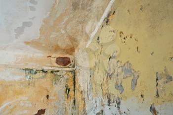 Mold and chipped paint on the wall and ceiling of an abandoned house.