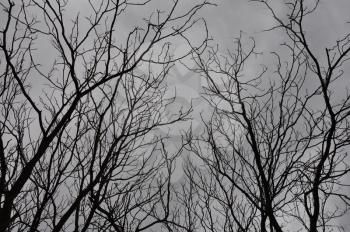 Winter trees abstact branches and gray overcast sky.