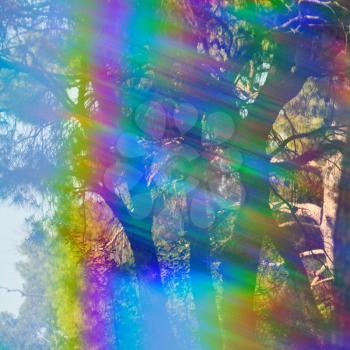 Spectrum colors light leak and faded trees abstract forest reflections through vintage prism filter.