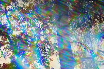 Light rays spectrum colors and tree branches on a sunny day. Abstract forest reflections through vintage prism filter.
