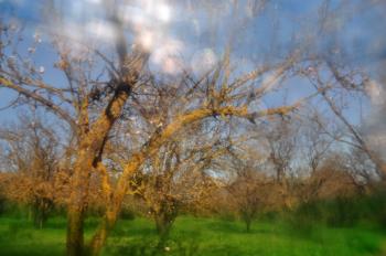 Blooming almong trees blue sky and grass on sunny day. Abstract blur spring landscape.