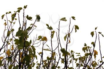 Fig tree branches and leaves on white background.