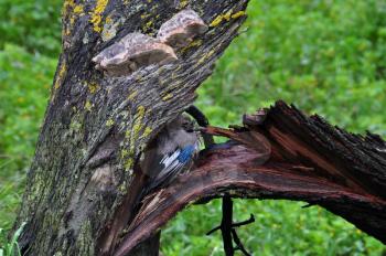 Eurasian jay passerine bird sheltering under broken tree trunk. Stormy weather rainy winter day.