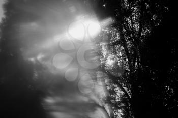 Bright sun haze through tree branches silhouette abstract landscape. Black and white partial blur.