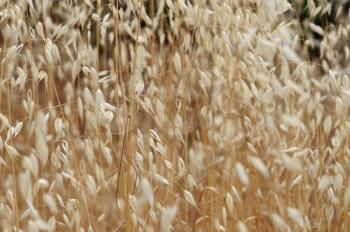Dry oat straw cereal plants in the summertime. Abstract nature background.