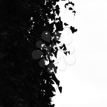 Green ivy leaves silhouette. Black and white.
