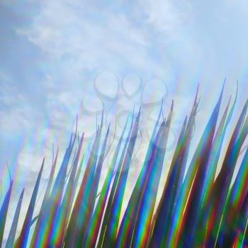 Palm tree leaf and blue sky through prism filter. Abstract sunlight spectrum colors reflection on sunny summer day.