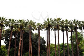 Row of palm trees and tropical vegetation silhouette on white background.