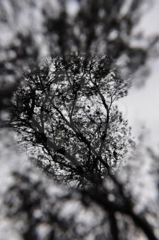 Soft spot focus pine tree branches silhouette. Abstract winter nature blur.