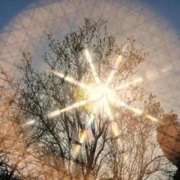 Colorful sun rays and tree branches through crosshatch lines pattern filter. Abstract lens flare spring nature.