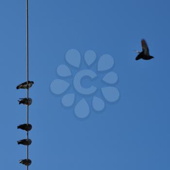 Pigeons on a wire under blue sky. Bird in flight motion blur.